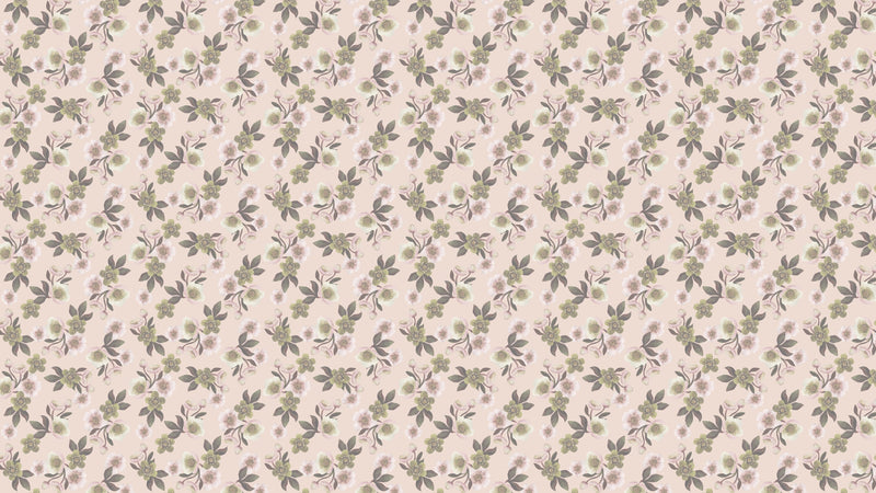 Hellebores - Blush