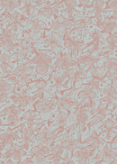 Orkidéblomster - Blå-aprikos